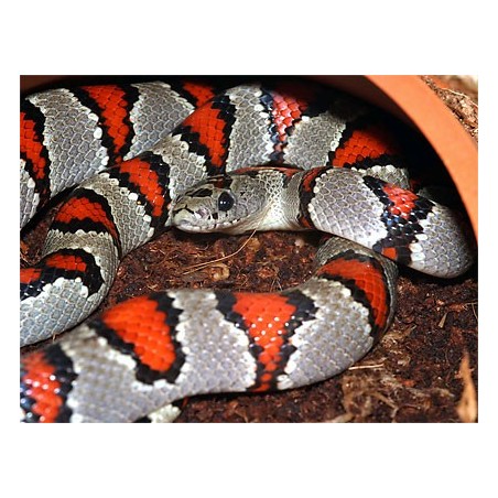 Lampropeltis mexicana greeri CB