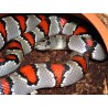 Lampropeltis mexicana greeri CB
