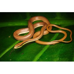 Liopeltis tricolor(Indonesie)  M-L