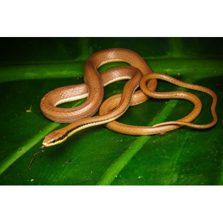 Liopeltis tricolor(Indonesie)  M-L