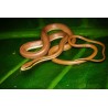 Liopeltis tricolor(Indonesie)  M-L