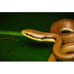 Liopeltis tricolor(Indonesie)  M-L