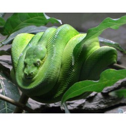 Morelia viridis merauke  M
