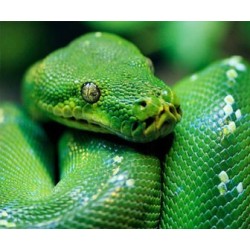 Morelia viridis merauke  M