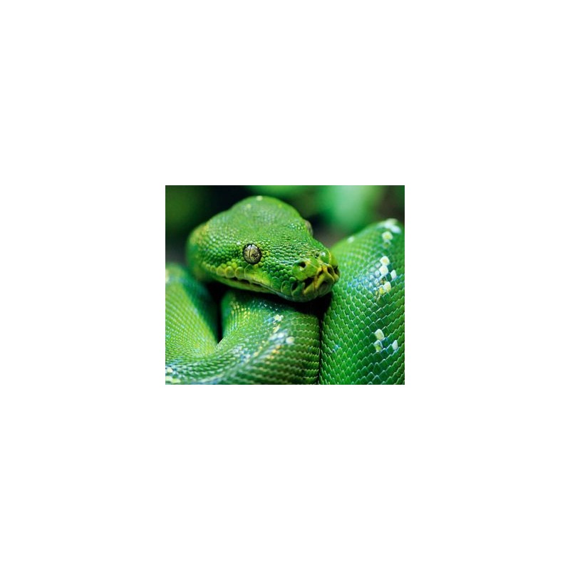 Morelia viridis merauke  M