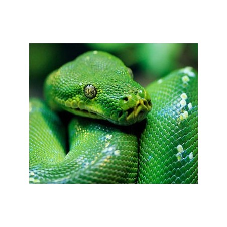 Morelia viridis merauke  M