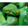 Morelia viridis merauke  M