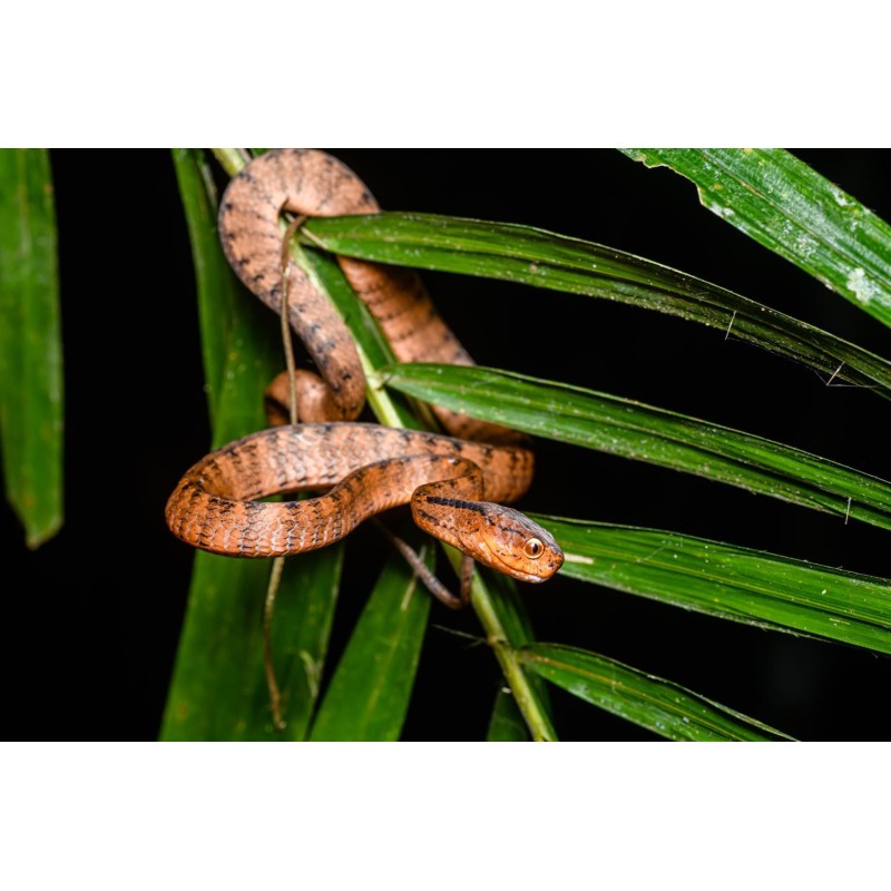 Pareas carinatus  M-L