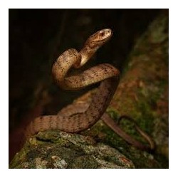 Pareas carinatus  M-L