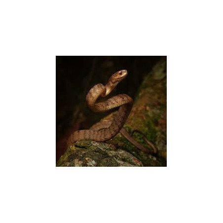 Pareas carinatus  M-L