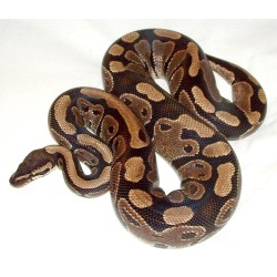 python regius Ball Python  ADULT