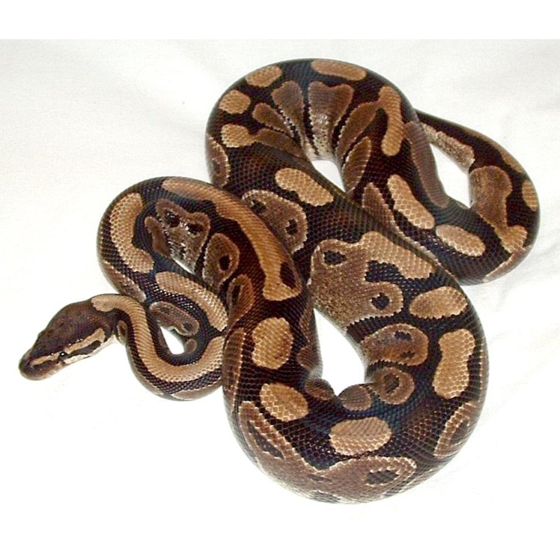 python regius Ball Python  ADULT