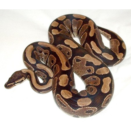 python regius Ball Python  ADULT