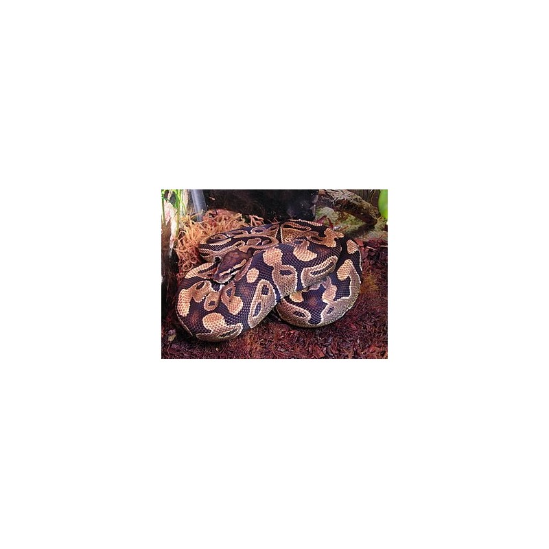 python regius Ball Python  ADULT