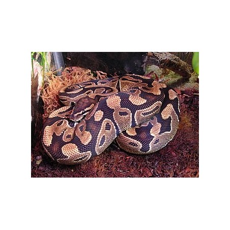 python regius Ball Python  ADULT