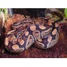 python regius Ball Python  ADULT
