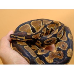 python regius Ball Python  ADULT