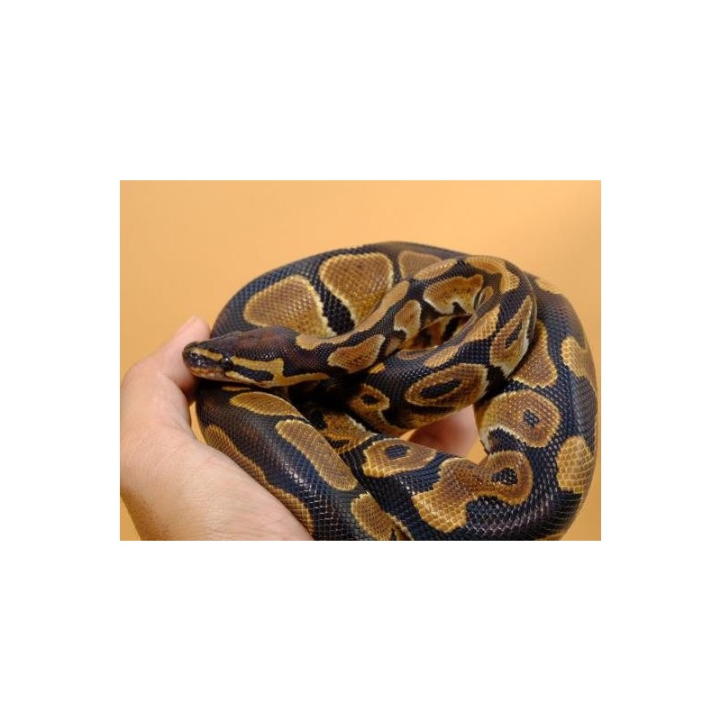 python regius Ball Python  ADULT