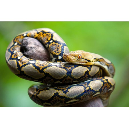 Python reticulatus 50-70 cm