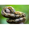 Python reticulatus 50-70 cm
