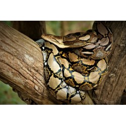 Python reticulatus 50-70 cm