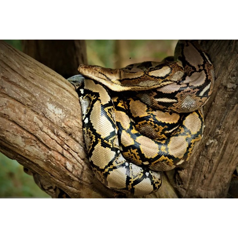 Python reticulatus 50-70 cm