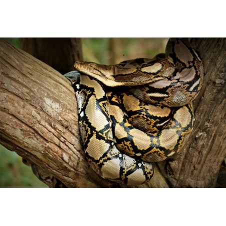 Python reticulatus 50-70 cm