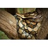 Python reticulatus 50-70 cm