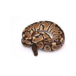 Python regius clown  M-L