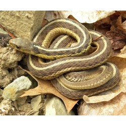 Thamnophis sirtalis 30-40 cm