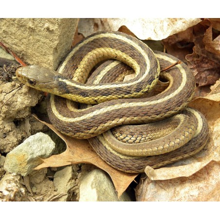 Thamnophis sirtalis 30-40 cm