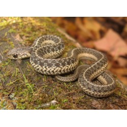 Thamnophis sirtalis 30-40 cm