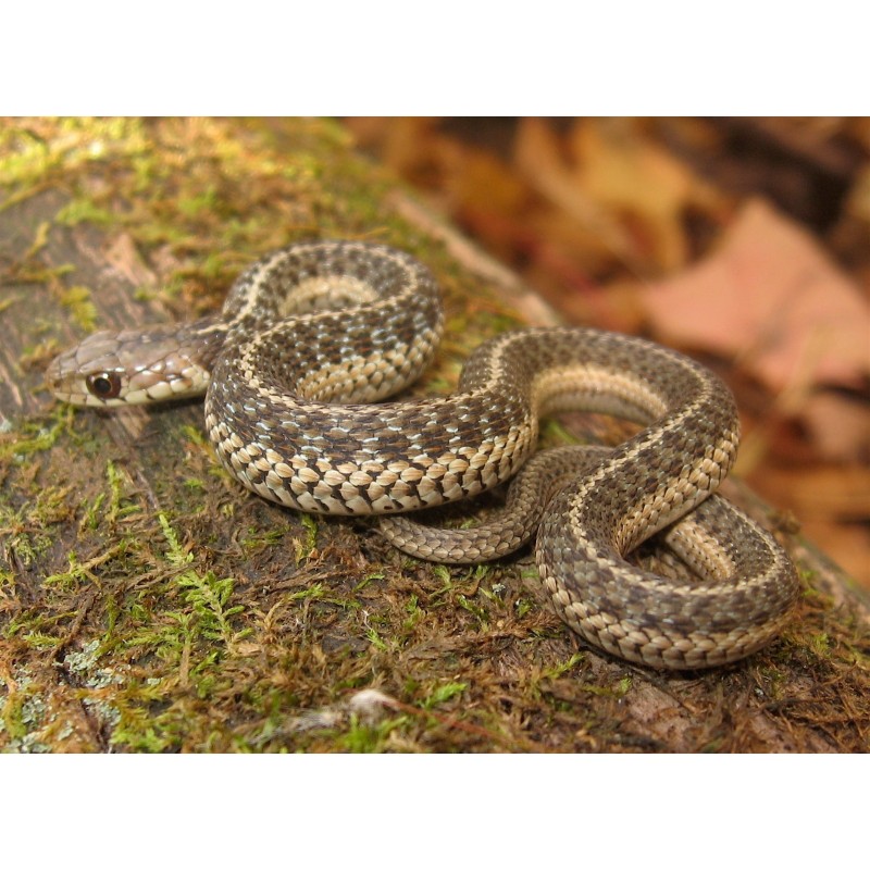 Thamnophis sirtalis 30-40 cm