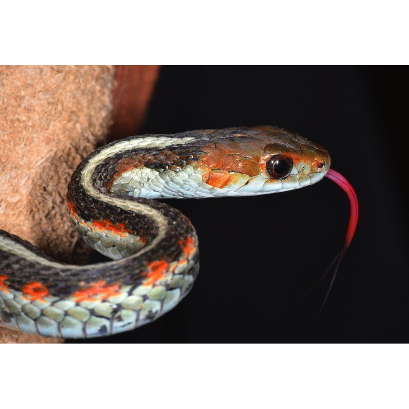Thamnophis sirtalis 30-40 cm