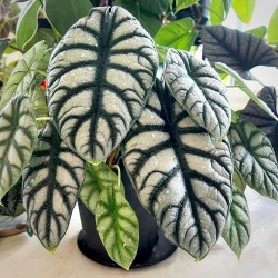 Alocasia silver dragon