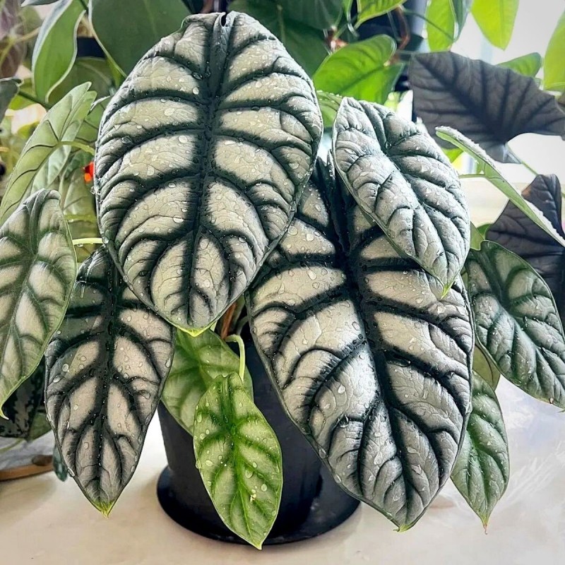 Alocasia silver dragon