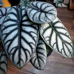 Alocasia silver dragon