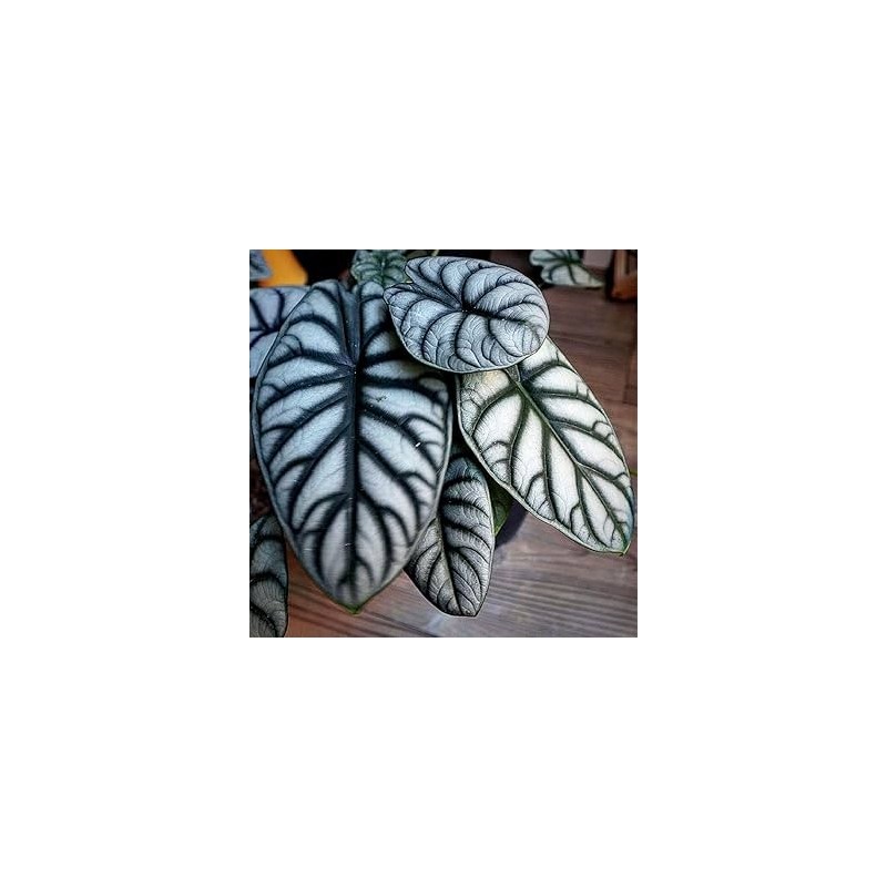 Alocasia silver dragon