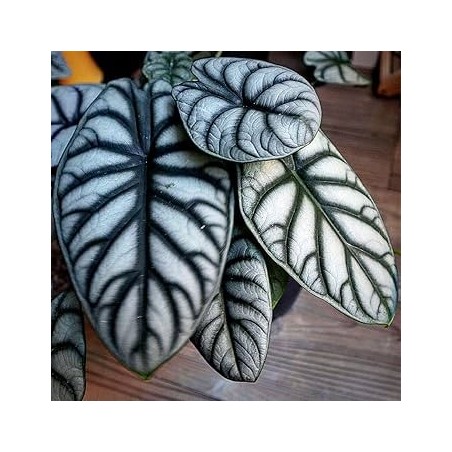 Alocasia silver dragon