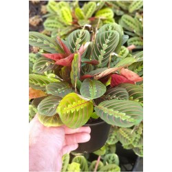 calathea leuconeura red stripe
