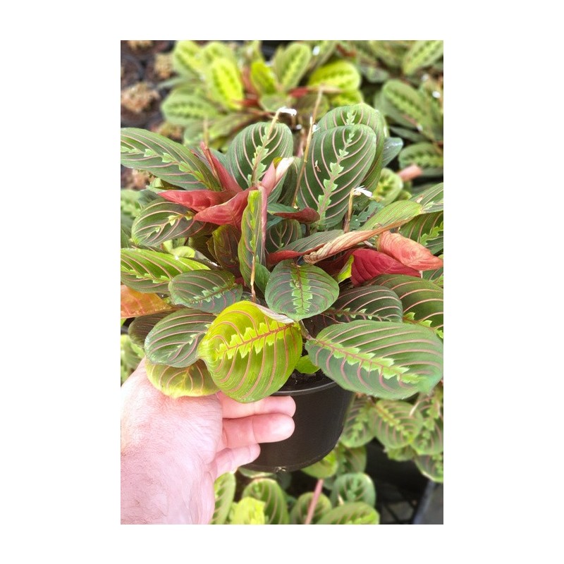calathea leuconeura red stripe