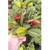 calathea leuconeura red stripe