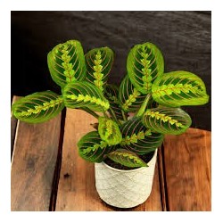 calathea leuconeura red stripe