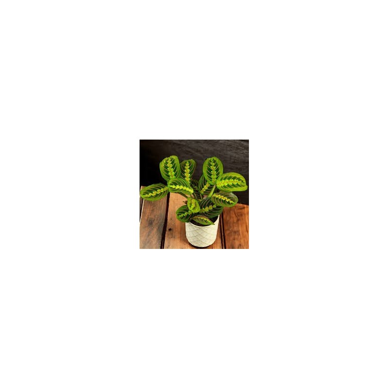 calathea leuconeura red stripe