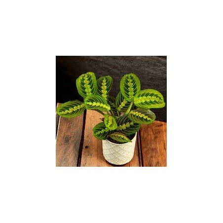 calathea leuconeura red stripe