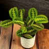 calathea leuconeura red stripe
