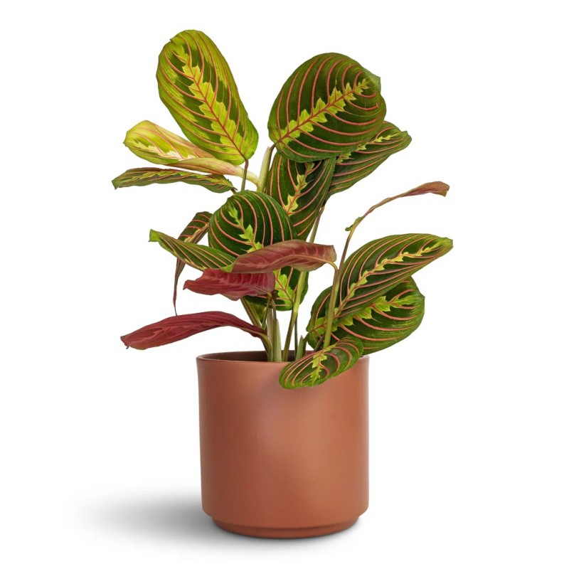 calathea leuconeura red stripe