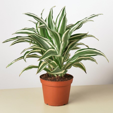 dracaena dragontree white jewel