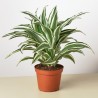 dracaena dragontree white jewel