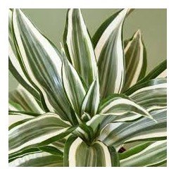 dracaena dragontree white jewel